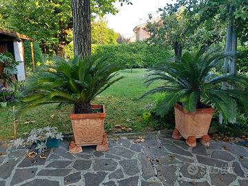 Coppia di splendide piante Cycas Revoluta .