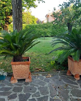 Coppia di splendide piante Cycas Revoluta .