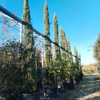 cipressi 5 metri e mezzo