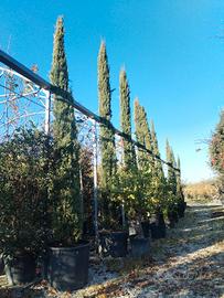 cipressi 5 metri e mezzo