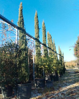 cipressi 5 metri e mezzo