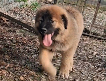 Pastore del caucaso cucciolo