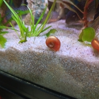 Lumache planorbarius