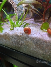Lumache planorbarius