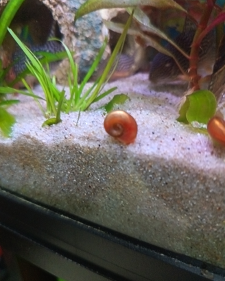 Lumache planorbarius