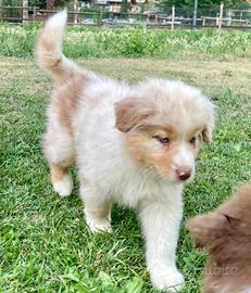 Pastore Australiano Australian Shepherd
