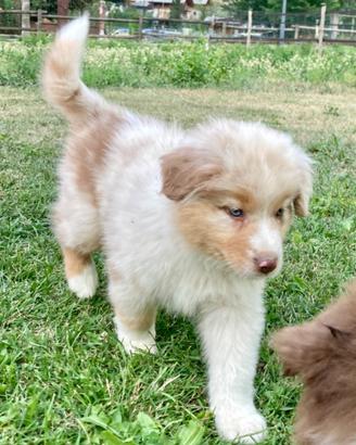 Pastore Australiano Australian Shepherd