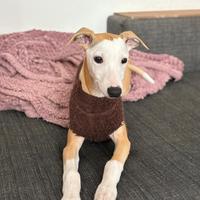 Cucciolo whippet maschio con pedigree