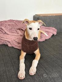 Cucciolo whippet maschio con pedigree