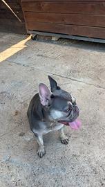 Bulldog francese femmina X barboncino