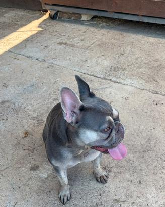 Bulldog francese femmina X barboncino
