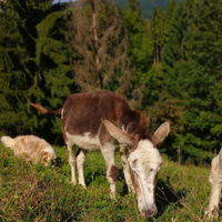Asinelli 13 mesi,pezzato e marrone,taglia grande