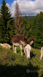Asinelli 13 mesi,pezzato e marrone,taglia grande
