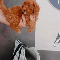 Barboncini Toy e nani piccoli Red subito pronti