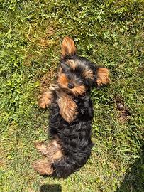 Cucciolo yorkshire toy