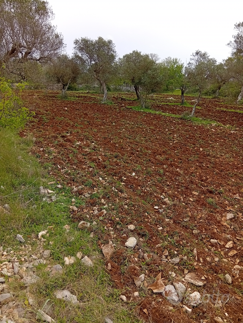 Terreno agricolo a due passi da a Santeramo - Vista 3