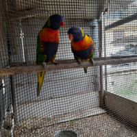 Coppia riproduttiva e riprodotta di lori arcobalen