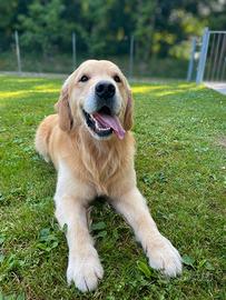 Golden retriever maschio per accoppiamento