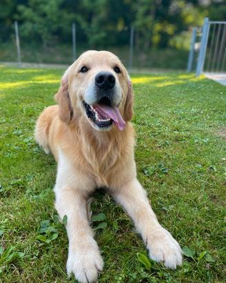 Golden retriever maschio per accoppiamento