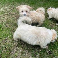 Cuccioli di maltipoo