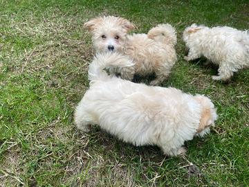 Cuccioli di maltipoo