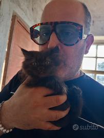 Gatti-gattini-cuccioli-animali-persiano-persiani