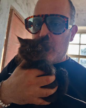 Gatti-gattini-cuccioli-animali-persiano-persiani