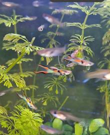 Guppy maschi e femmine 1 euro cadauno 
