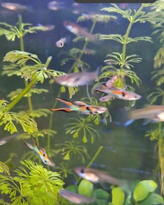 Guppy maschi e femmine 1 euro cadauno 