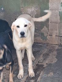 Cremino simil labrador 1 anno taglia medio-grande