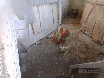 Galline ornamentali