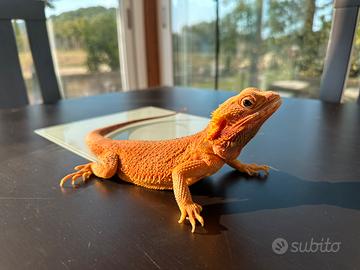 Pogona - drago barbuto