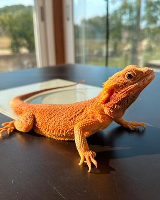 Pogona - drago barbuto