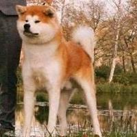 Akita inu cuccioli pedigree selezionati