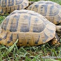 Tartarughe da adottare