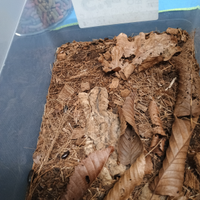 Paraplecta minutissima