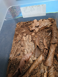 Paraplecta minutissima