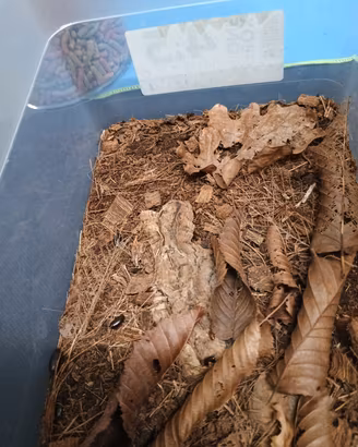 Paraplecta minutissima