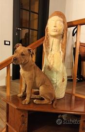 American Pitbull Terrier