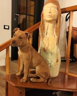 American Pitbull Terrier