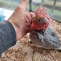 Pappagalli Cacatua Rosecapilla DA IMBECCO