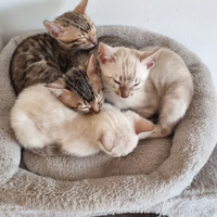 Femmina Bengala brown con Pedigree