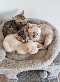 Femmina Bengala brown con Pedigree