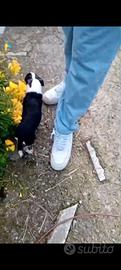 Chihuahua