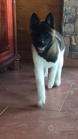 Akita americano cuccioli