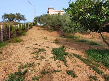 terreno con ulivi