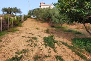 terreno con ulivi