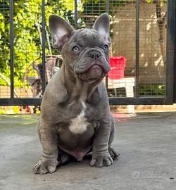 Cuccioli bulldog francese