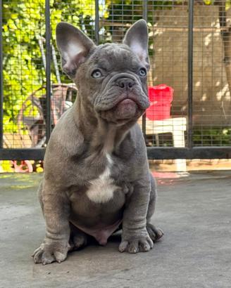 Cuccioli bulldog francese