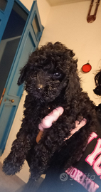 Barboncini nani maschi